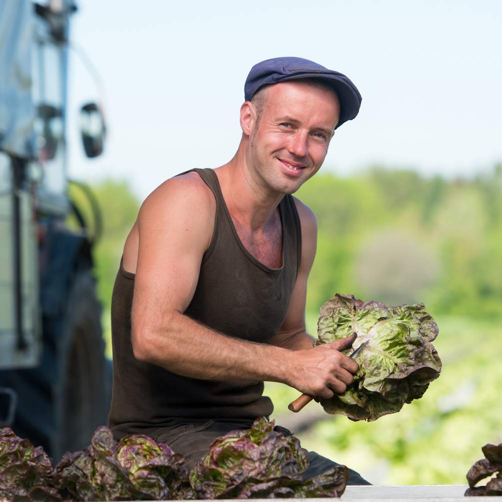 Lächelnder Mann erntet und schneidet Salat auf dem Feld.