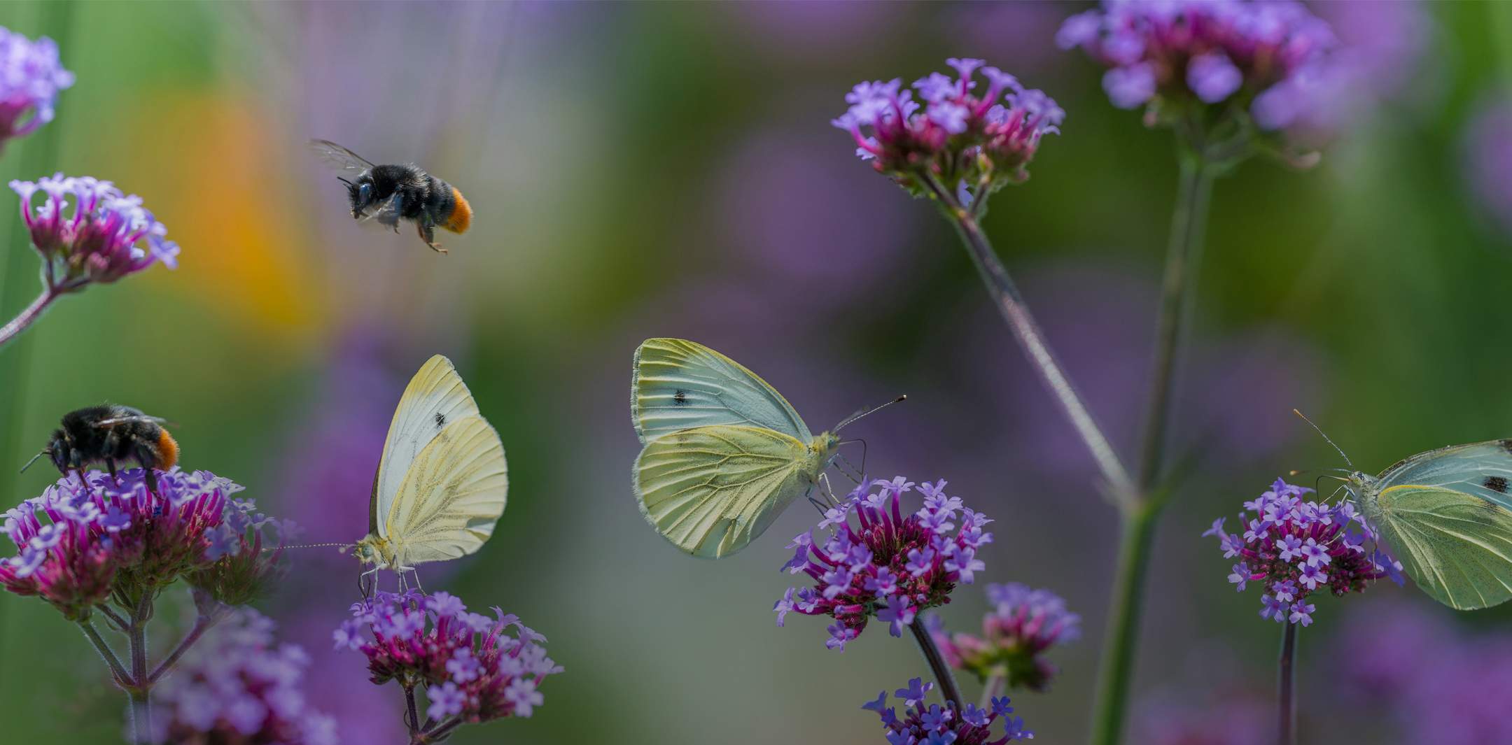 Insekten und Schmetterlinge sitzen und fliegen zu Blumen.