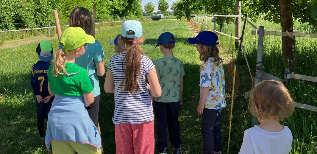 Kinder stehen am Rande des Schafgatters und schauen auf die Wiese.