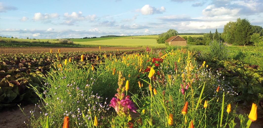 Blühstreifen am Rande eines Salatfeldes in der Abendsonne.