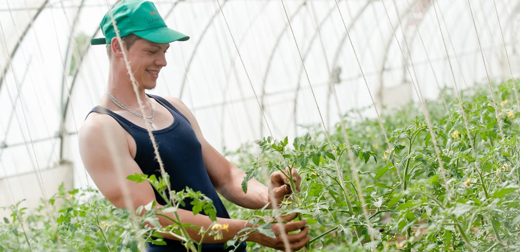 Gärtner pflegt Tomatenpflanzen im Gewächshaus.