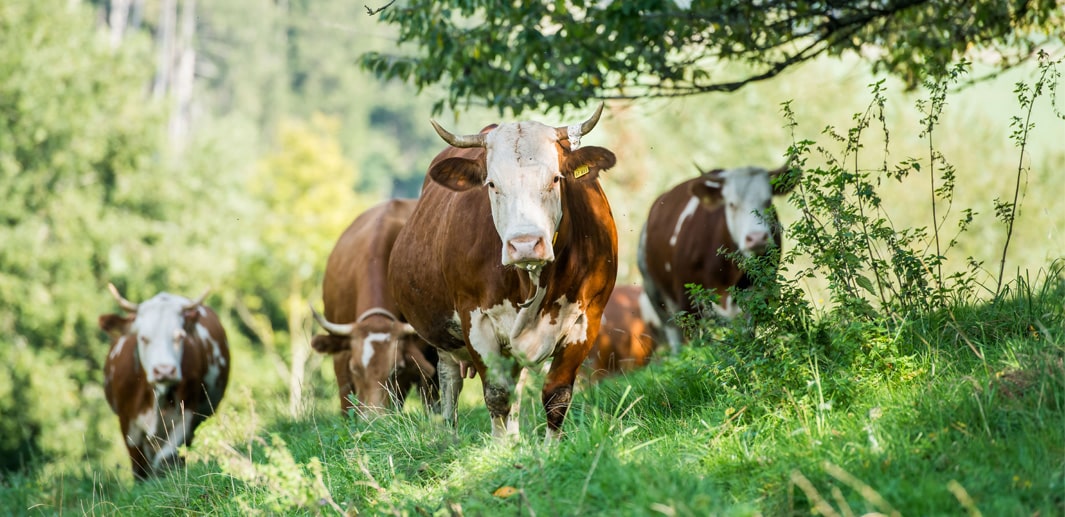 Eine Gruppe Kühe geht über eine Wiese am Rande eines Waldes.