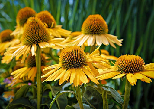 Gelbe Sonnenhut Blüten im Garten.