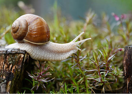 Weinbergschnecke mit ausgesteckten Fühlern im Grünen.