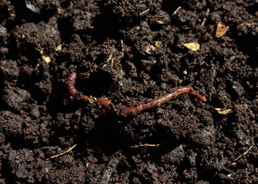 Saftig-feuchte Erde mit Regenwurm.