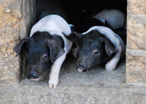 Zwei Babyschweine schauen aus einer Öffnung heraus.