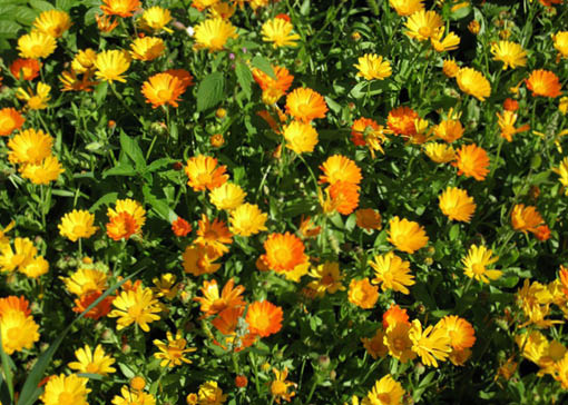 Ein Feld mit Calendula.