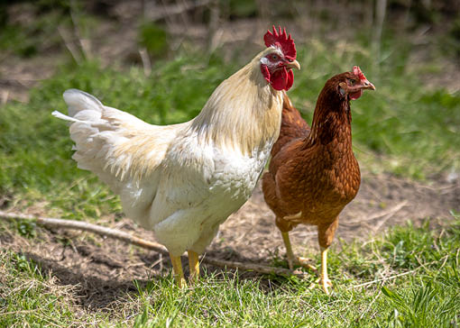 Viele Hühner auf einem Feld.