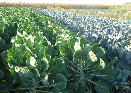 Feld mit unterschiedlichem Wintergemüse