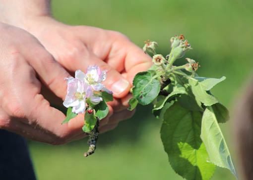 Hände mit Äpfelblüte.