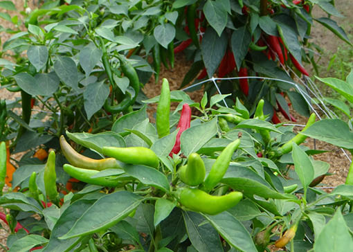 Chilipaprika wächst auf dem Feld.
