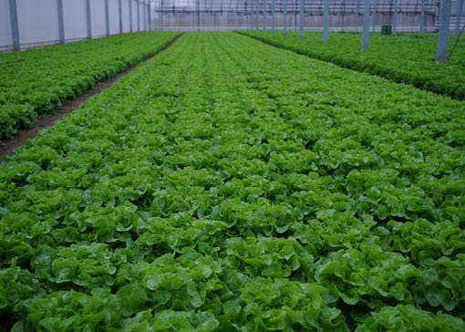 viele Salatköpfe in einem Gewächshaus.