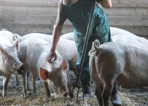 Einige Schweine in einem Stall. Der Landwirt streichelt einen Schwein.