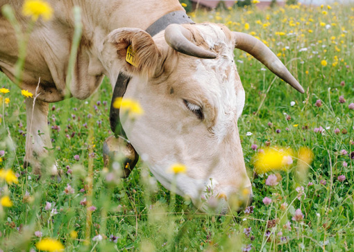 Eine Kuh auf einer Weide mit vielen Blumen.