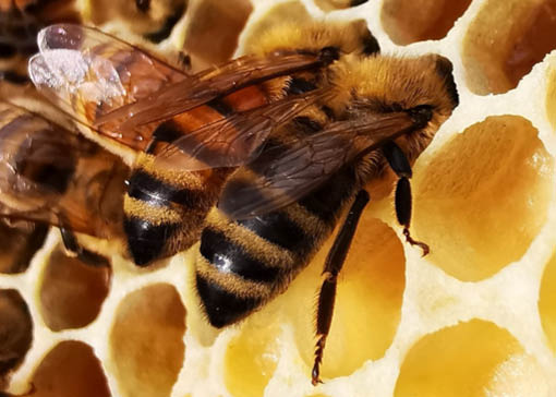 Zwei Bienen krabblen gerade in eine Wabe.