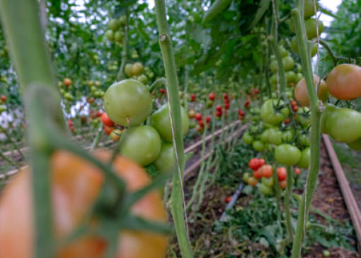 Rote und grüne Tomaten auf Ranken in einem Gewächshaus.