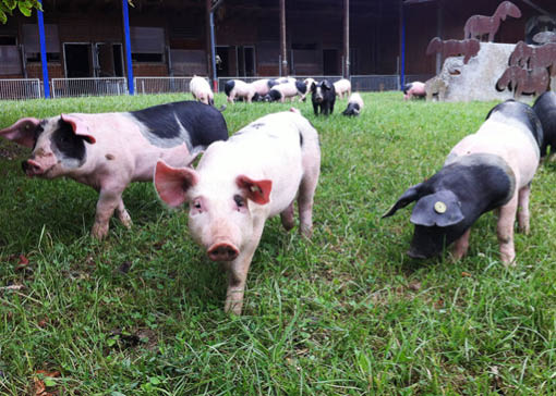 Schwein im Auslaufgehege.
