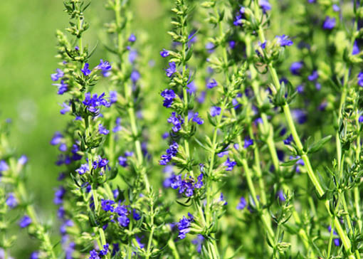 Wildkräuter mit lila Blüten.